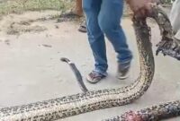 1761717178589-ular-piton-sepanjang-7-meter-muncul-di-kawasan-pemukiman-warga-di-kendari-1761699757054_169