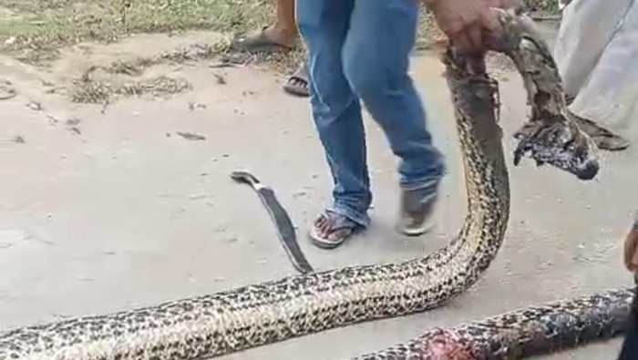 1761717178589-ular-piton-sepanjang-7-meter-muncul-di-kawasan-pemukiman-warga-di-kendari-1761699757054_169
