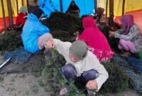 1761911264548-produksi-rumput-laut-di-takalar-mencapai-463155-ton-hingga-september-2025-dokumen-istimewa-1761896843067_169