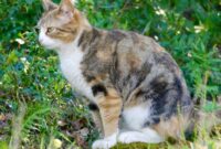 1761933173605-kucing-berak-sembarangan-1761716006330_169