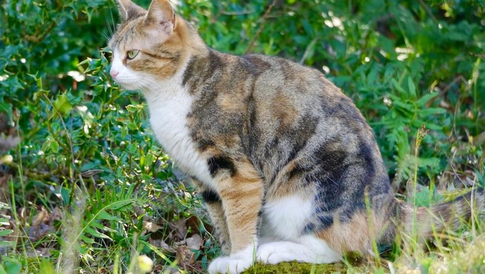 1761933173605-kucing-berak-sembarangan-1761716006330_169