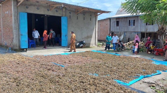 1761933287752-kabupaten-takalar-memiliki-lahan-budi-daya-rumput-laut-seluas-lebih-dari-3000-hektare-1761916039012_169