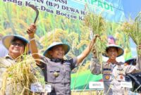 1762256879182-bupati-bone-andi-asman-sulaiman-saat-melakukan-panen-padi-di-kecamatan-dua-boccoe-beberapa-saat-lalu-agung-pramonodetiksulsel-1762252802536_169