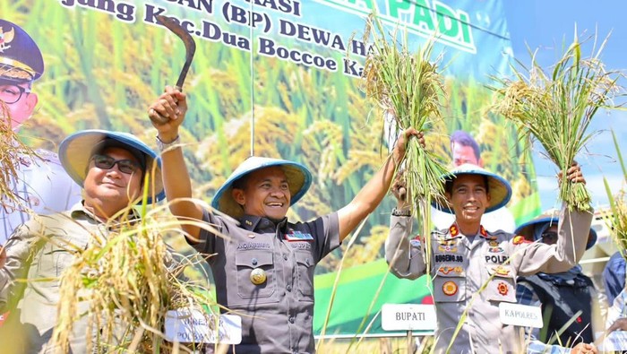 1762256879182-bupati-bone-andi-asman-sulaiman-saat-melakukan-panen-padi-di-kecamatan-dua-boccoe-beberapa-saat-lalu-agung-pramonodetiksulsel-1762252802536_169