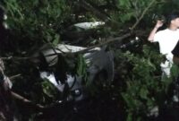 1762580410198-pohon-tumbang-timpa-mobil-di-jalan-perintis-kemerdekaan-makassar-1762570875146_169