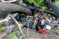 1763185244037-seorang-pengendara-motor-tertimpa-pohon-tumbang-di-kota-makassar-pagi-tadi-1763182587342_169