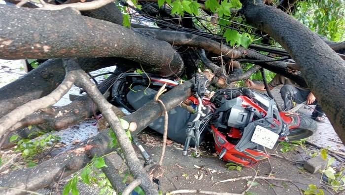 1763185244037-seorang-pengendara-motor-tertimpa-pohon-tumbang-di-kota-makassar-pagi-tadi-1763182587342_169