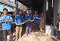 1763314805121-ular-piton-1763296264013_169