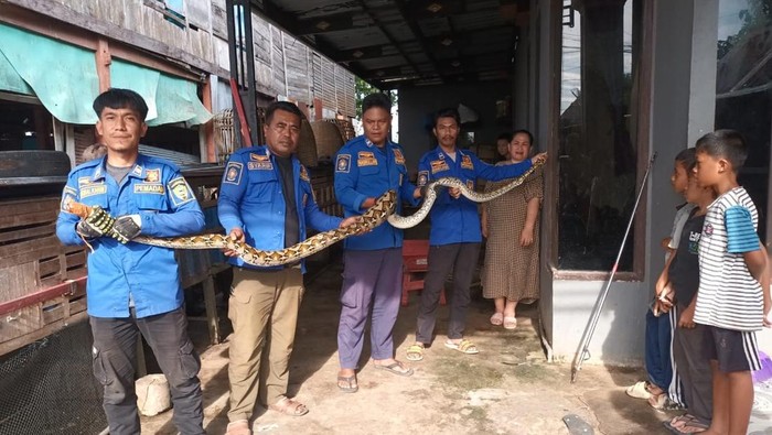 1763314805121-ular-piton-1763296264013_169