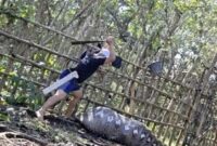 1763314924432-warga-hendak-menebas-ular-piton-yang-memangsa-sapi-di-konawe-1763295632961_169