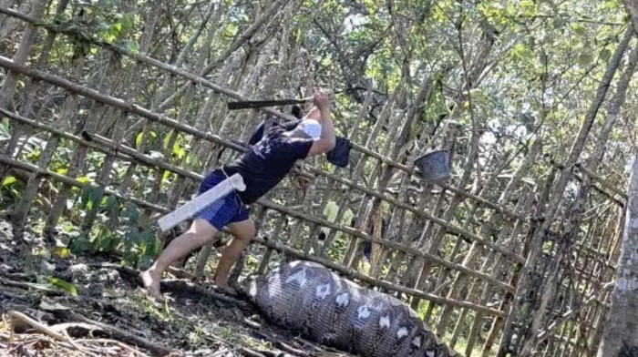 1763314924432-warga-hendak-menebas-ular-piton-yang-memangsa-sapi-di-konawe-1763295632961_169