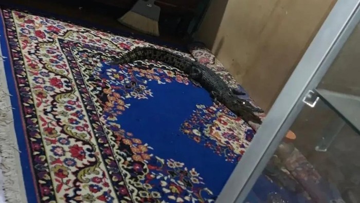 1763464007926-buaya-1763442186063_169