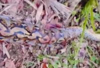 1764111928696-penampakan-ular-piton-7-meter-yang-lilit-petani-hingga-tewas-di-buton-selatan-1764040099667_169