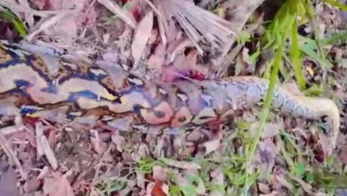 1764111928696-penampakan-ular-piton-7-meter-yang-lilit-petani-hingga-tewas-di-buton-selatan-1764040099667_169