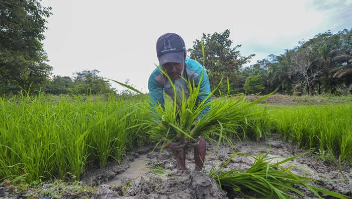 1764155209537-program-optimasi-sasaran-tanam-padi-di-jambi-1_169