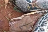 1764522429531-ular-piton-1764496415039_169