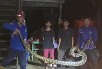 1764587212347-ular-piton-1764577826932_169