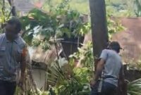 1764608822391-tana-toraja-1764598405717_169