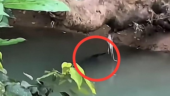 1765191981682-buaya-3-meter-1765171409789_169