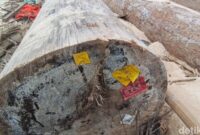 1765256804065-label-kementerian-kehutanan-ditemukan-di-kayu-terdampar-di-lampung-1765174488558_169