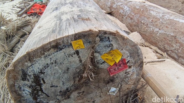 1765256804065-label-kementerian-kehutanan-ditemukan-di-kayu-terdampar-di-lampung-1765174488558_169