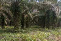 1765278391186-pemprov-sulsel-menegaskan-status-lahan-yang-menjadi-lokasi-pembangunan-markas-tni-di-luwu-utara-adalah-sah-milik-pemerintah-1765265954760_169