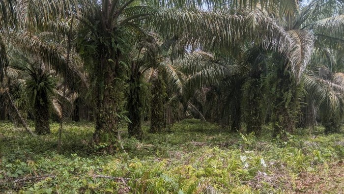 1765278391186-pemprov-sulsel-menegaskan-status-lahan-yang-menjadi-lokasi-pembangunan-markas-tni-di-luwu-utara-adalah-sah-milik-pemerintah-1765265954760_169