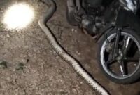 1765451181154-ular-piton-5-meter-mati-ditebas-warga-usai-mangsa-kambing-di-muna-barat-1765433684092_169