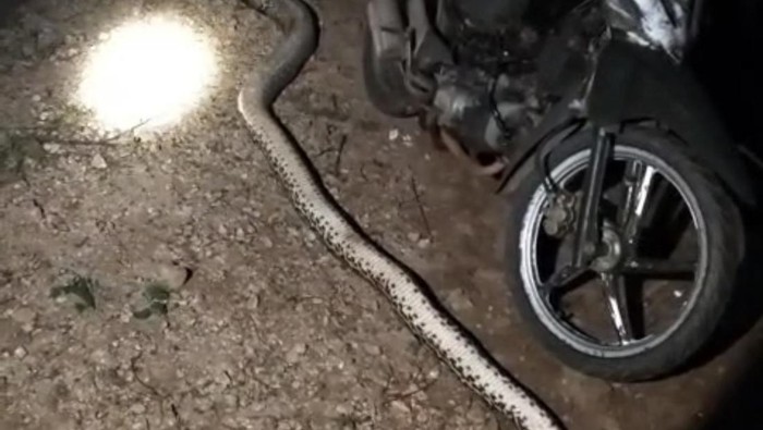 1765451181154-ular-piton-5-meter-mati-ditebas-warga-usai-mangsa-kambing-di-muna-barat-1765433684092_169