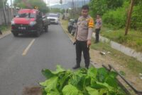 1765472792715-bone-bolango-1765459526021_169