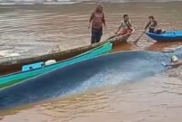 1765710371090-heboh-seekor-ikan-paus-terdampar-di-perairan-morowali-utara-di-area-pertambangan-1765701575372_169