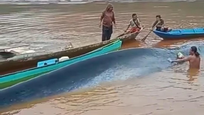 1765710371090-heboh-seekor-ikan-paus-terdampar-di-perairan-morowali-utara-di-area-pertambangan-1765701575372_169