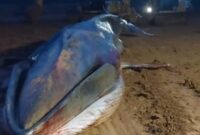 1765732021434-heboh-seekor-ikan-paus-terdampar-di-perairan-morowali-utara-di-area-pertambangan-1765711723724_43