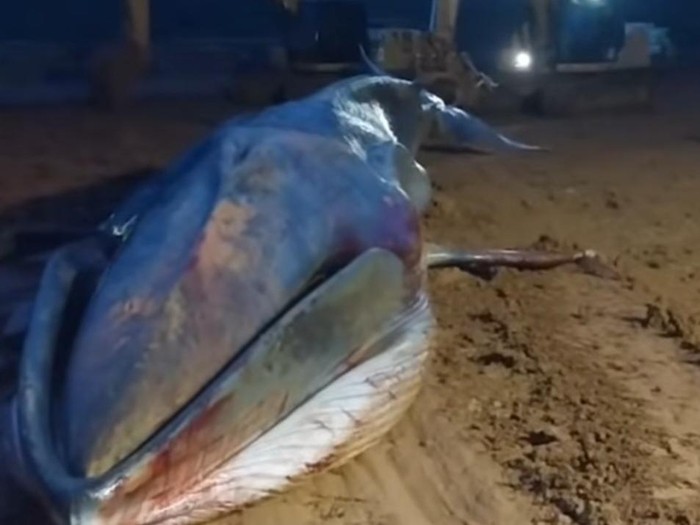1765732021434-heboh-seekor-ikan-paus-terdampar-di-perairan-morowali-utara-di-area-pertambangan-1765711723724_43