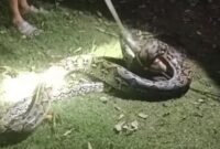 1765883171649-warga-di-muna-barat-menangkap-ular-piton-4-meter-yang-memangsa-ayam-1765875585378_169