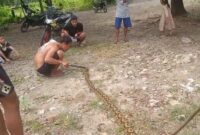 1766056037515-ular-piton-5-meter-di-polman-mati-ditebas-warga-1766049226628_169