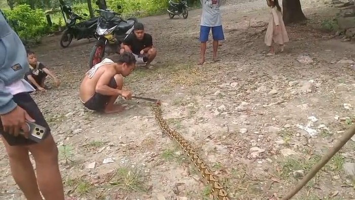 1766056037515-ular-piton-5-meter-di-polman-mati-ditebas-warga-1766049226628_169