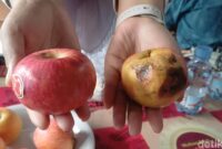 1767092819546-apel-busuk-1767081196417_169