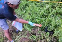 1767352089251-polisi-melakukan-olah-tkp-pengeroyokan-di-kabupaten-sarmi-1767344380304_169