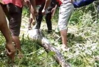 1768151202863-warga-di-buton-membunuh-ular-piton-berukuran-7-meter-usai-menerkam-4-kambing-1768134101387_169