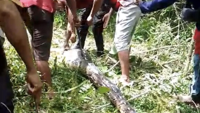 1768151202863-warga-di-buton-membunuh-ular-piton-berukuran-7-meter-usai-menerkam-4-kambing-1768134101387_169