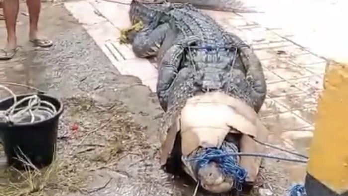 1768302370470-penampakan-buaya-4-meter-diduga-mangsa-bocah-13-tahun-di-konawe-selatan-1768295254602_169