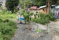 1768388807945-warga-menaman-pohon-pisang-hingga-pepaya-di-kelurahan-bukit-indah-kecamatan-soreang-parepare-imbas-jalanan-rusak-1768375344086_169