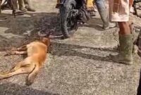 1769490415307-warga-menangkap-anjing-liar-yang-menggigit-4-orang-di-enrekang-1769484105685_169